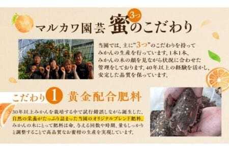 超濃厚ハウスみかん 3kg 家庭用 蜜ツ星 みかん