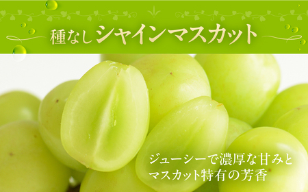 シャインマスカット&種無巨峰 1.2kg ぶどう