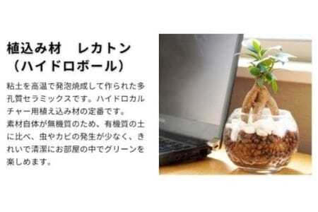 観葉植物 ハイドロカルチャー シンプルボールストーン レカトン植え　                                          