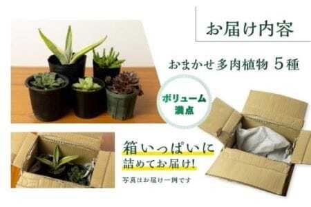 足立さんの 多肉植物 おまかせ 5種