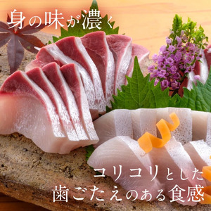 鰤屋金太郎【冷蔵】かんぱちスキンレスロイン1500g N018-YC714-1