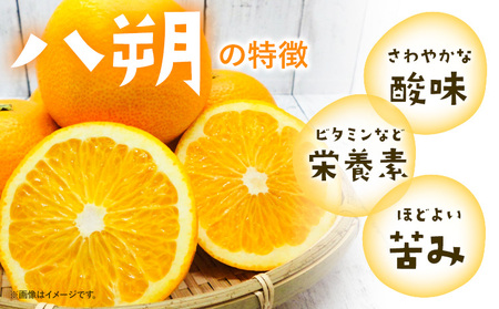 みかん 八朔 ご家庭用 10kg サイズ混合