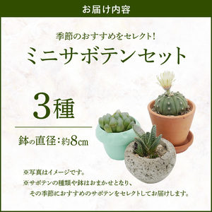ミニ サボテン セット（3種）[133O06]　本格サボテン 産地直送サボテン インテリア ギフト プレゼント オシャレ かわいい 人気サボテン 多肉植物 おすすめサボテン おまかせサボテン 