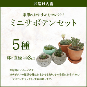 ミニ サボテン セット（5種）[133O07]　 本格サボテン 産地直送サボテン インテリア ギフト プレゼント オシャレ かわいい 人気サボテン 多肉植物 おすすめサボテン おまかせサボテン 