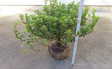 【生産者直送】枝にボリュームある露地栽培サツキ(ピンク花)4本セット [ さつき 植木 庭木 ガーデニング 常緑 低木 ] 雑貨 日用品 植物
