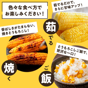 【来年度受付予約：2026年6月より発送】とうもろこし 農家直送！SDGs米糠堆肥で作った環境に優しいメロンより甘い 博多あまっコーン 4.5キロ以上 (10～15本) /酒見農産/トウモロコシ ※配送不可：離島