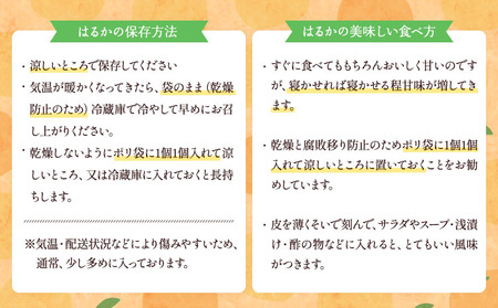みかん はるか 約3kg (15玉～20玉) 【2026年2月上旬～2026年6月下旬発送】