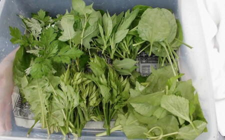 大分県さかもと村ペア１泊２日&食べられる野草摘み体験 大分県 さかもと村 ペア １泊２日 体験 宿泊 夕食 朝食 古民家 野草摘み 野草 天ぷら 自家製野菜 創作料理 シェフ 特製 料理 非日常 抹茶塩 試食 食べられる 野草体験 朝食後 古民家宿泊 田舎体験 食体験