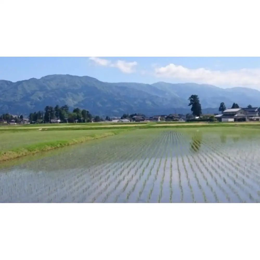 【令和7年産】赤ちゃんプリントパック  富山県産こしひかり 　育（はぐくみ）  白米（4,000gまで）《南砺の逸品》