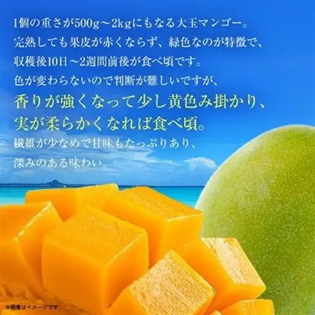 【2026年8月中旬から順次発送・贈答用】幻のキーツマンゴー約2kg(2玉～3玉)【配送不可地域：離島】【1546414】