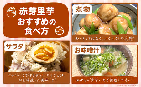 【先行予約】里芋 赤芽里芋 約5kg しょうた農園《11月上旬-3月末頃出荷》