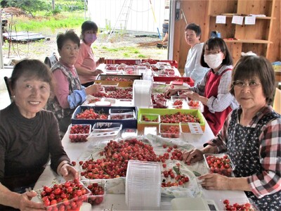 さくらんぼ（佐藤錦）８００ｇ　ご家庭用　0025-2602