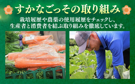 【先行予約】【数量限定50セット】よこすか こだわりかぼちゃ 約10kg 野菜 かぼちゃ 野菜 南瓜 カボチャ 野菜【JAよこすか葉山】 [AKFO004]