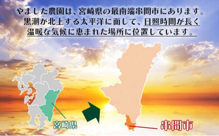 平均糖度15度以上！たっぷり1kg以上！宮崎完熟マンゴーご家庭用小さめ M・Lサイズ2玉入り×2パック(1,000g～1,200g)_K005-014