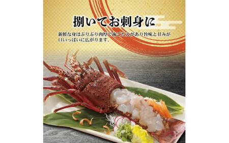 【先行予約】10月直送便 土佐獲れ 活伊勢海老 約700g（２尾～４尾） 天然 エビ えび 伊勢エビ 海鮮 お刺身 刺し身 丸焼き しゃぶしゃぶ 故郷納税 ふるさとのうぜい 返礼品【株式会社とさもん】 [BQAE103]