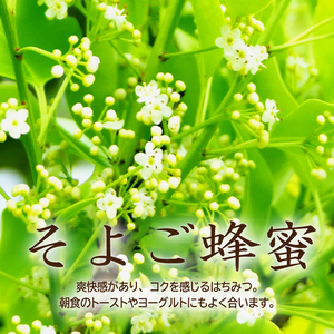 DOALA HONEY 国産純粋はちみつセット もちのき蜂蜜・そよご蜂蜜【中日ドラゴンズコラボ】はちみつ 国産 純粋 セット コラボ 調味料 【0086-004】