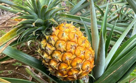 【先行受付】徳之島 天城町産 パイナップル 約2kg 2玉～3玉 スムースカイエン パイン フルーツ 果物
