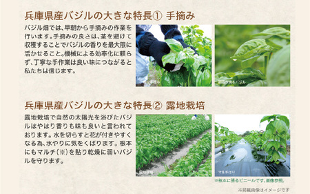 神戸ＭＣＣ 兵庫県産バジルのジェノベーゼソースセット【兵庫グルメ バジル ジェノベーゼ ソース 国産 パウチ 10食分 手摘み 露地栽培 安心 安全 送料無料 】