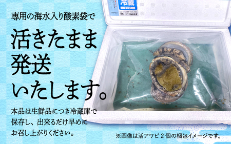 天然活アワビ 特大サイズ 3個