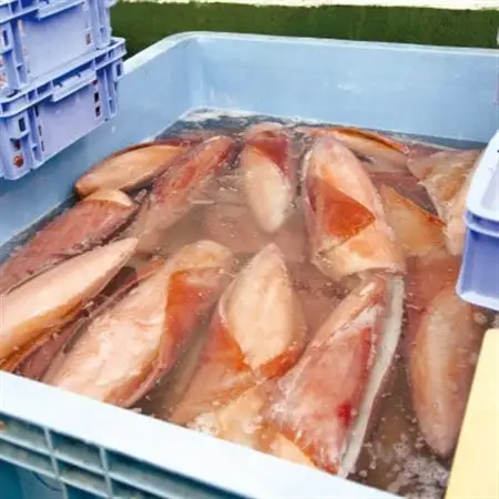 せーいか お刺身用 約1kg(5～9柵)【配送不可地域：離島】【1549415】