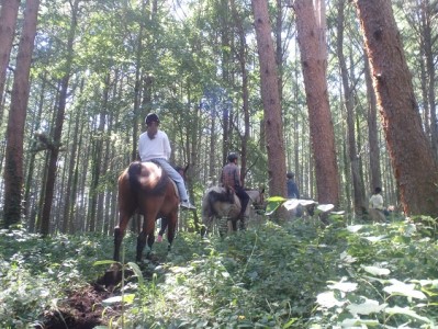 乗馬 体験 まきば軽井沢 まったり100分 乗馬体験 1名様 体験チケット 馬 自然