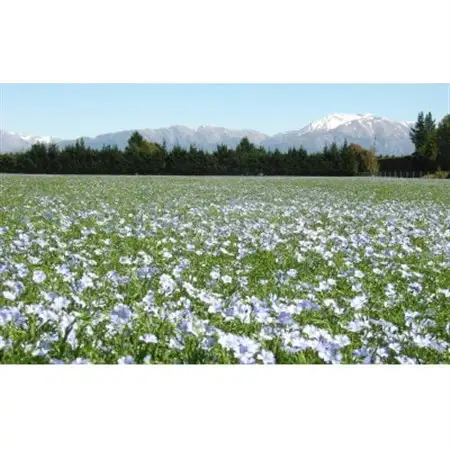 アマニ油4本セット_アマニ油 健康オイル 4本セット_【1521065】