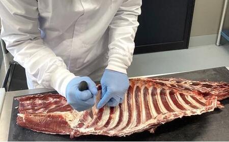 北海道 標茶町産 エゾ 鹿肉 骨付きかた肉 約2kg　| 鹿肉