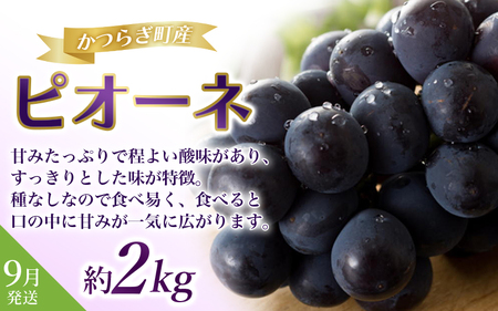 【2～3・7・9月 全3回】紀州和歌山産旬のフルーツセット（いちご・桃・ピオーネ）【UT95】【Z91152-tkb401】