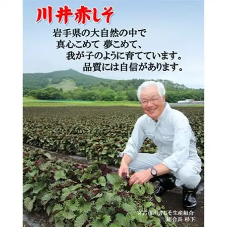 「川井ペリーラ」ドリンクセット(100ml 5本入り×6箱)_飲料・ドリンク 野菜ジュース ジュース _【1533687】