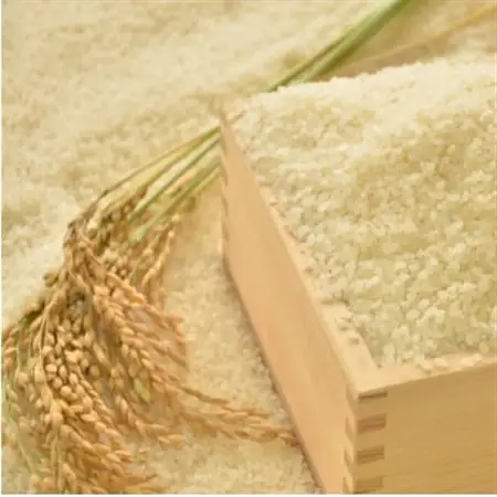 【千葉県いすみ市産】コシヒカリブレンド　精米10kg(5kg×2袋)_ 精米 米 _【1546626】