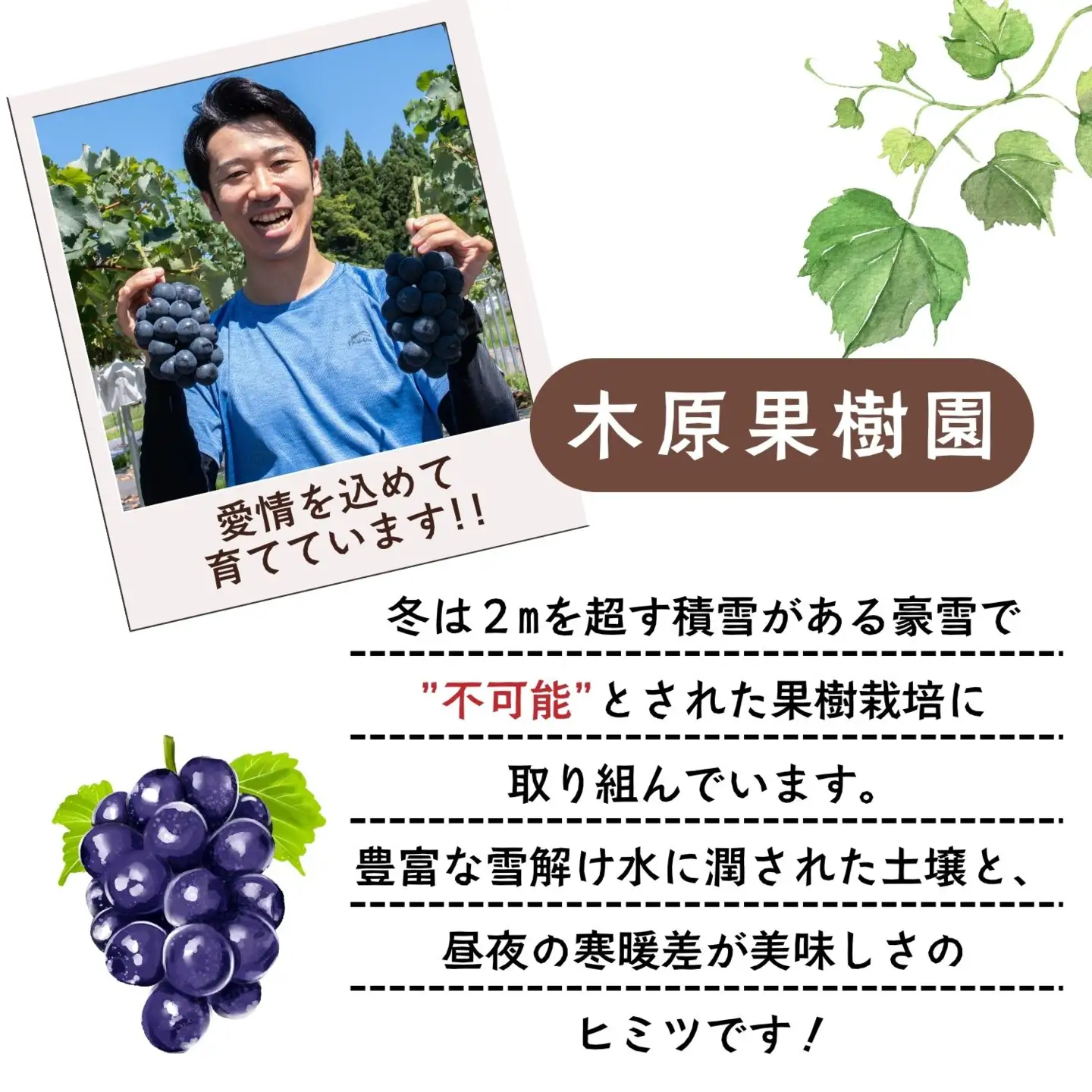 ぶどう ナガノパープル 2房 1kg 【2026年10月発送】ブドウ Bv-001