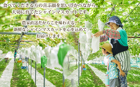 【期間限定】山形市産 冬出し シャインマスカット[12月発送] FY25-915
