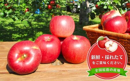 【2026年先行予約】りんご 園主におまかせ 詰合せ 計約3kg（8~11玉）りんごの宝石箱 | 長野県 千曲市