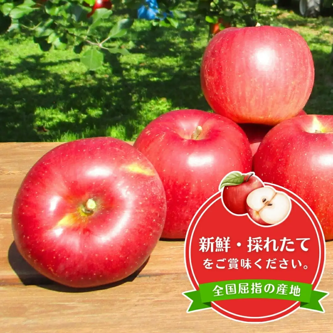 【2026年先行予約】りんご サンふじ 約3kg (6~10玉) |りんご