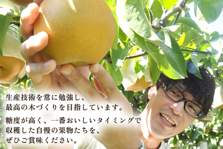 【2026年先行予約】【厳選】新潟県産 和梨 新興 5kg（7〜12玉）《10月下旬以降発送》 和梨 なし ナシ 果物 しんこう フルーツ 加茂市 いたみ果樹