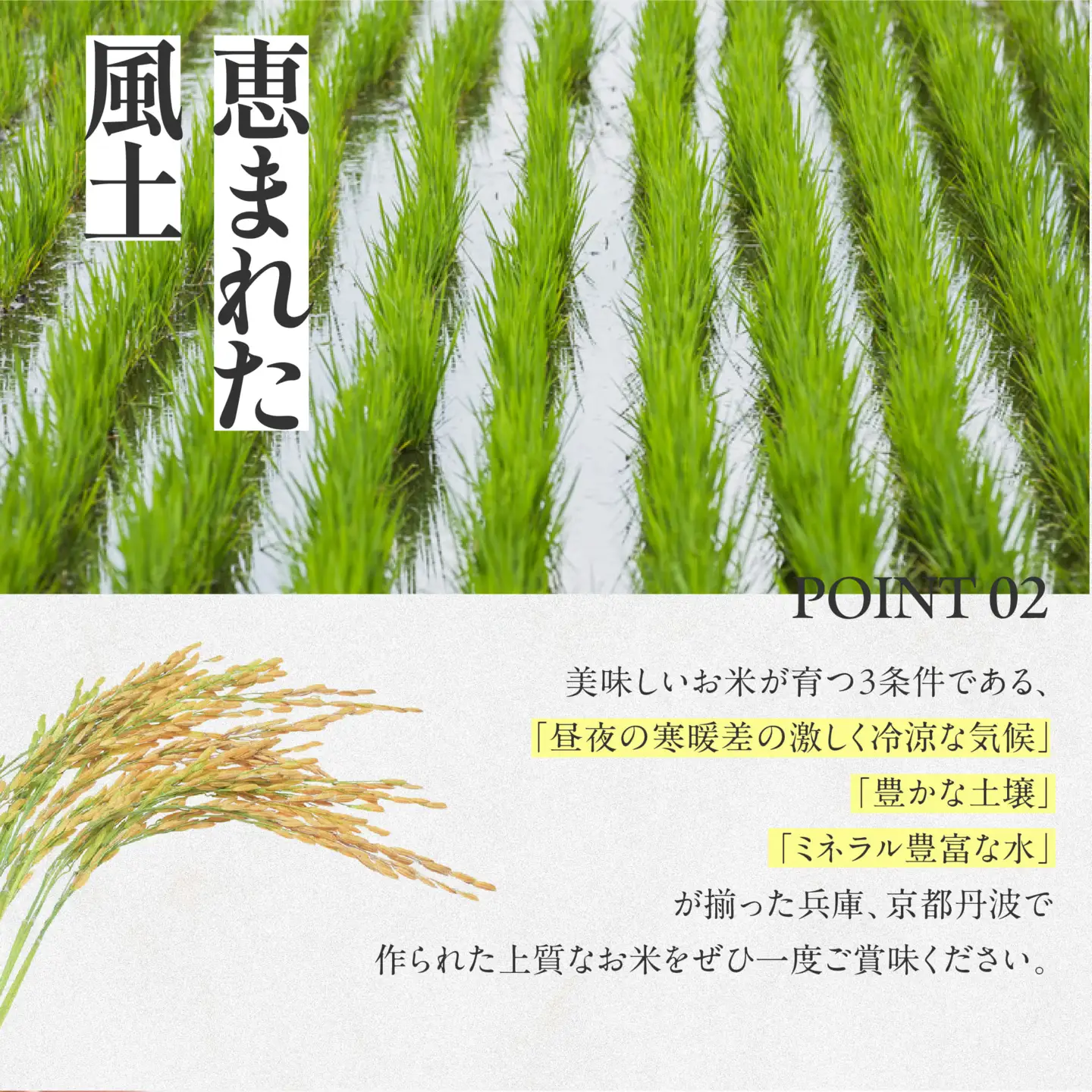 【コシヒカリ】令和7年産 白米30kg【5営業日以内に発送】