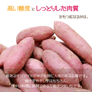 【2026年9月より順次発送】農産物直売所「やさいの声」紅はるか 新芋 洗い 約5kg|さつまいも サツマイモ 紅はるか 洗い 行方市 ふるさと納税(EK-9)