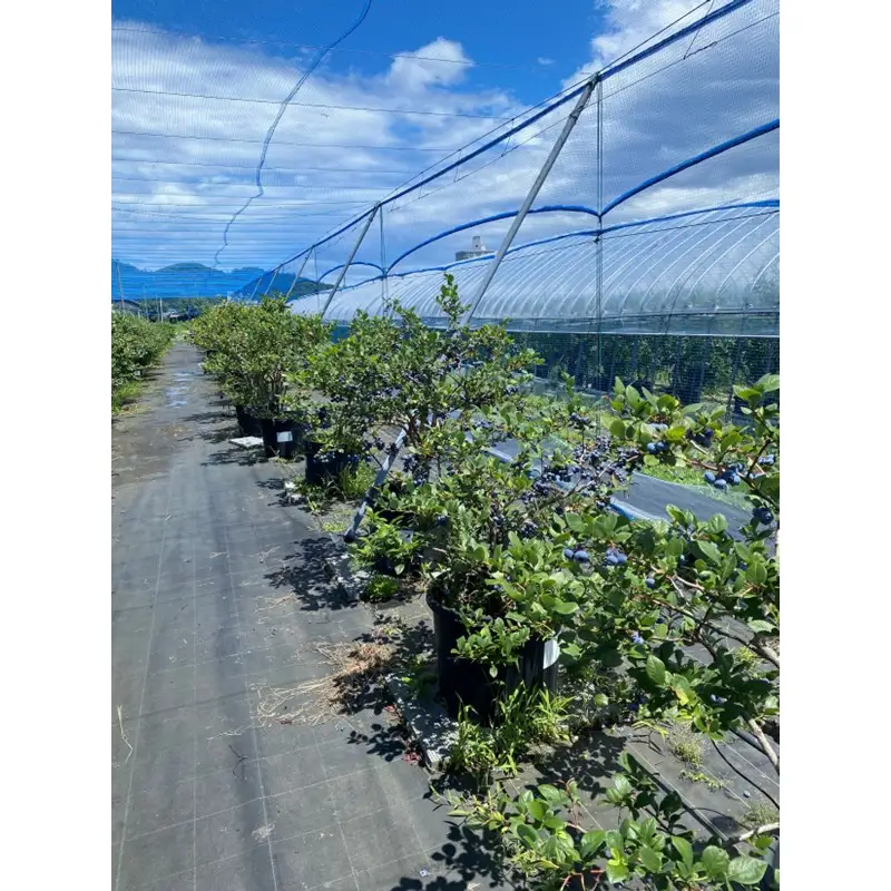 国産ブルーベリーピューレ3瓶 農薬不使用｜ベリー