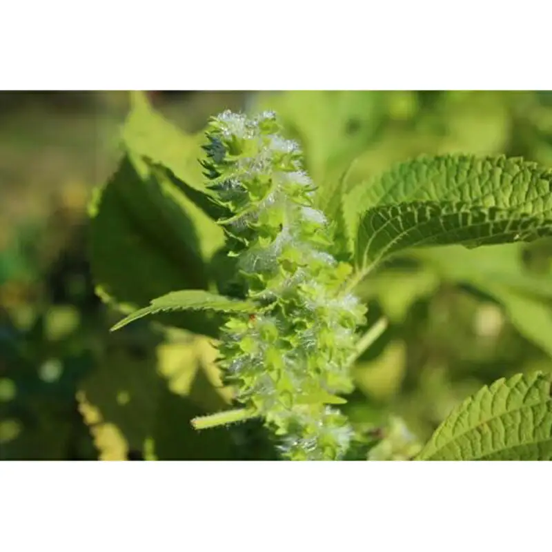お茶 ブレンド よもぎ茶 玄米 はぶそう えごま葉 ティーバッグ 10包 和漢ハーブティー_FU035_008