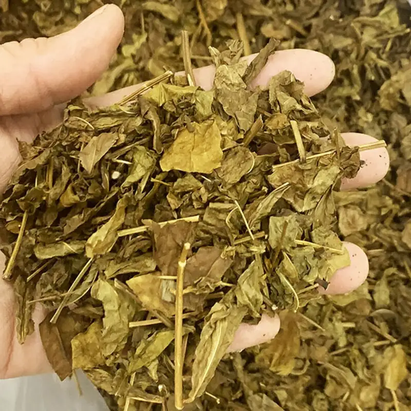 お茶 はぶ草茶 ティーバッグ 茶葉 葉だけ使用 10包_FU035_009