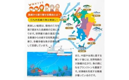 真アジ一夜干し 21尾 ／ 海鮮 魚介 干物 ひもの あじ 鯵 アジ 長崎県 長崎市
