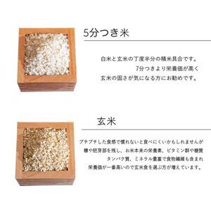 【選べる精米率】 令和7年産 三重県産 コシヒカリ 10kg ( 5kg × 2袋 )[ 白米 玄米 5分つき米 7分つき米 ]　三重県津市 5分つき米 5kg×2袋