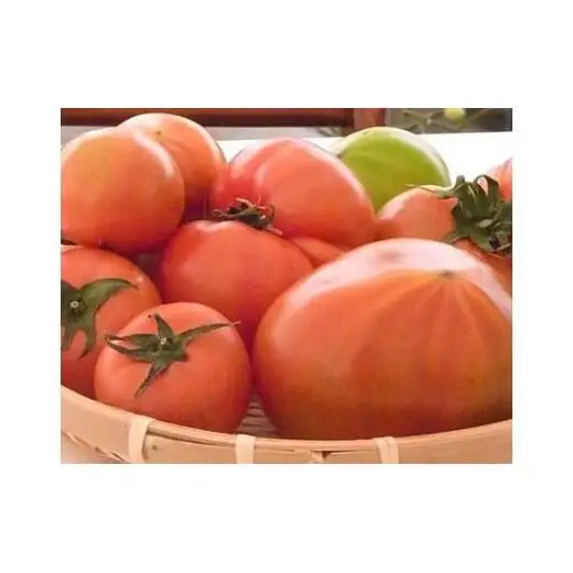 【ノムさんのトマト】トマトケチャップとトマトソースの詰め合わせ | 野菜 やさい ヤサイ とまと トマト ケチャップ ソース 調味料 加工品 長野県 塩尻市