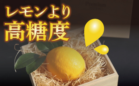 【先行予約】皮まで美味しい黄金レモン6個セット　※2027年1月中に順次発送予定【wakuyaengei004】
