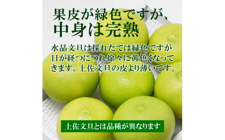 【先行予約】高知県産水晶文旦 特選ご贈答用 2Lサイズ 3個入り〈2026年10月上旬?11月上旬頃発送〉  /  ぶんたん ブンタン 水晶文旦 果物 柑橘 フルーツ お取り寄せ 特産品 おいしい【白木果樹園】 [BQAI017]