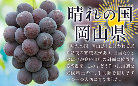 【2026年先行予約】ぶどう ニューピオーネ ご家庭用 約 1.8kg 3～5房《2026年8月上旬-9月中旬頃出荷》株式会社fruceed ぶどう 送料無料 岡山県 浅口市 ぶどう フルーツ 果物 くだもの ピオーネ 家庭用 st-p