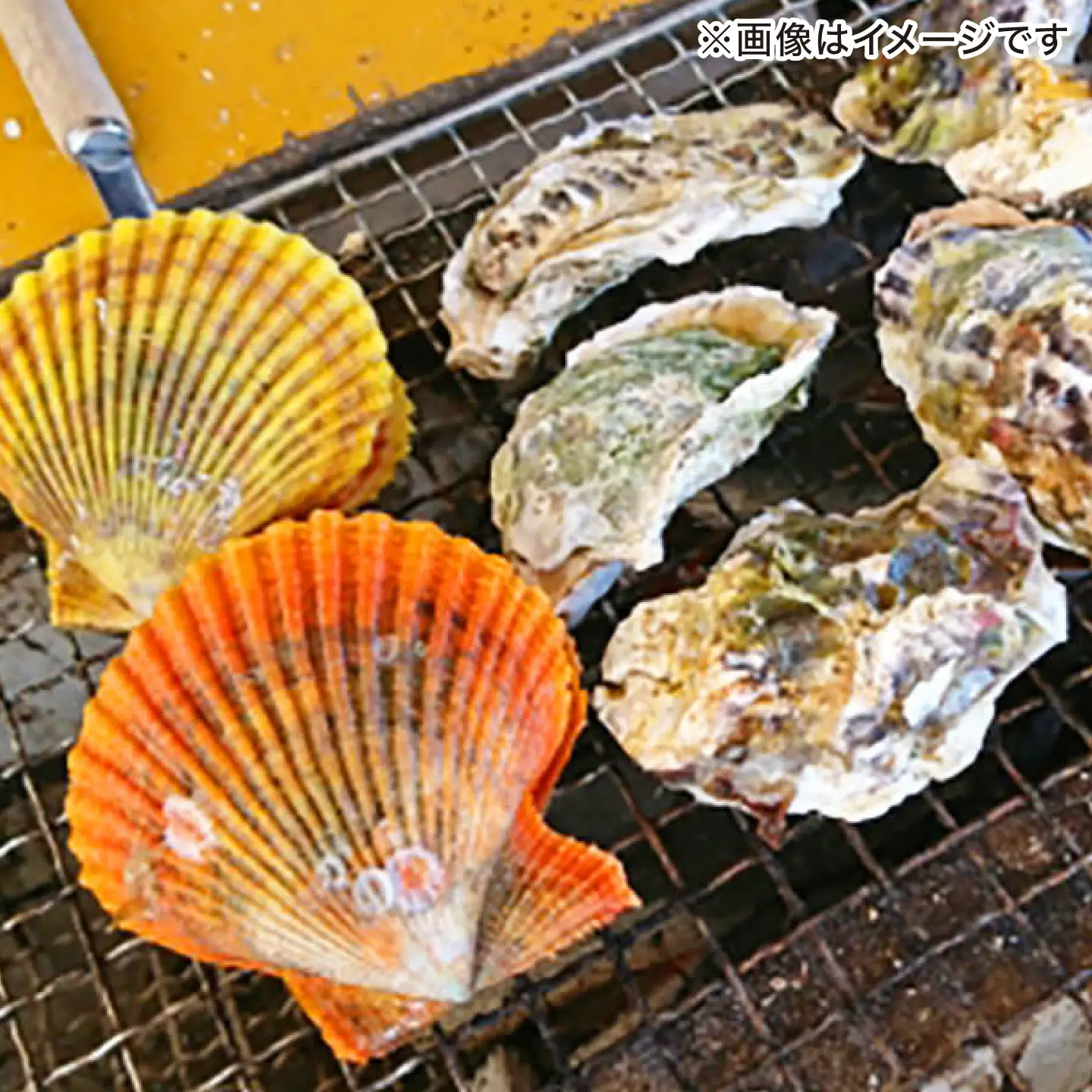 対馬産ひおうぎ貝 6パック（4枚入り） 貝  BBQ 小分け [WAC061]