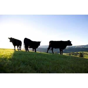 熟成 牛タン 200g×5P 1kg ｜ 牛タン 仙台市