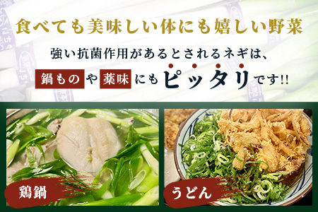 【先行予約】井上農園の白ネギ 「球磨美人」 Ｌサイズ×30本 【2026年7月下旬より順次発送】 白ネギ 白葱 ネギ 長ネギ 長葱 ねぎ 鍋 薬味 野菜 国産 114-0502