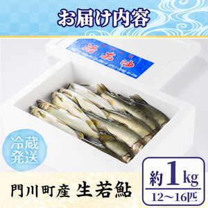 【北海道・離島配送不可】生若鮎(約1kg・12～16匹) 鮎 冷蔵 若鮎 生き〆 生きシメ 国産 門川町産 宮崎県産 塩焼き あゆ 川魚 養殖 香魚 期間限定 【ME-01】【米良水産】